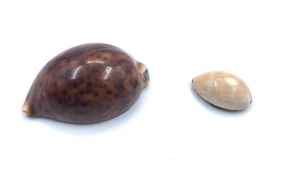 Deux tabatières dans des coquillages à monture...