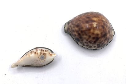 Deux tabatières dans des coquillages à monture...