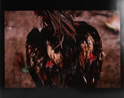 ANONYME XX-XXIème siècle
Coq
Tirage argentique...