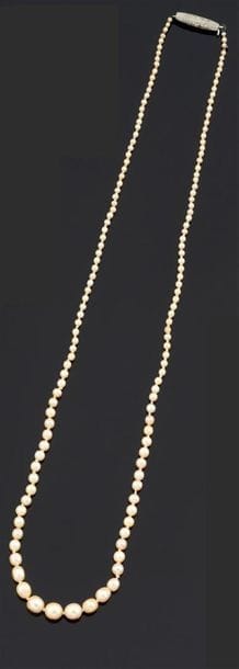 COLLIER de cent-quarante-cinq perles fines...