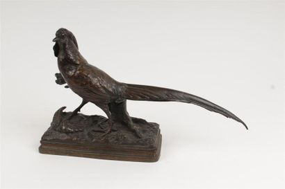 D'après Alfred DUBUCAND (1828-1894)
Faisan...