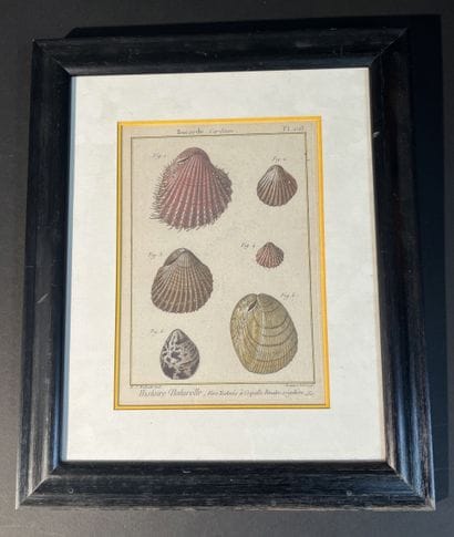 18th-century color-engraved plate, no. 298,...