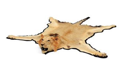 Peau de lion avec tête naturalisée H_303...