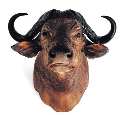 Cape Buffle H_195 cm P_120 cm