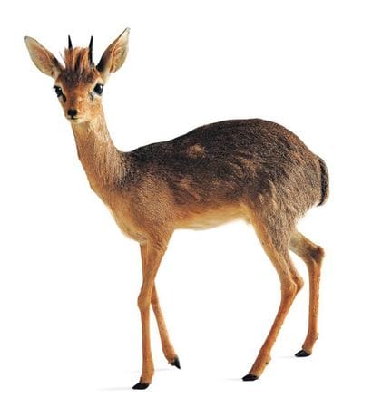 Dik-dik entier empaillé H_161 cm L_44 cm