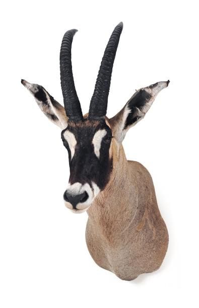 Trophée d'antilope cheval H_115 cm