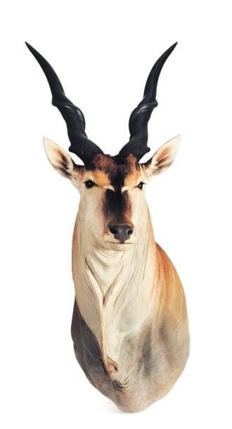 Cape, Elan Livingston H_164 cm