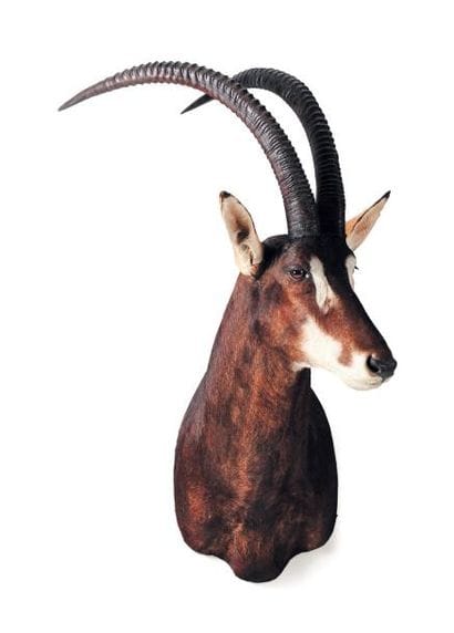 Trophée d'antilope de sable H_115 cm