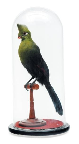 Turaco sur pied tourné sous globe ancien....