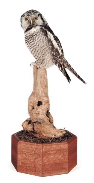 Hibou faucon, Norvège circa 1968 Le permis...
