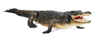 Crocodile entier naturalisé Le permis Citès...