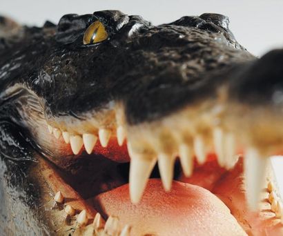 Crocodile entier naturalisé Le permis Citès...