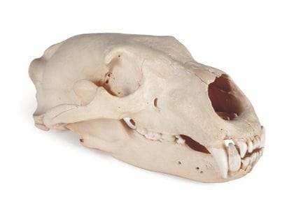 Crâne d'ours. H_13 cm L_33 cm