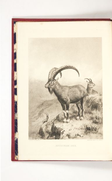 POWELL-COTTON, Percy Horace Gordon
A Sporting
Trip...