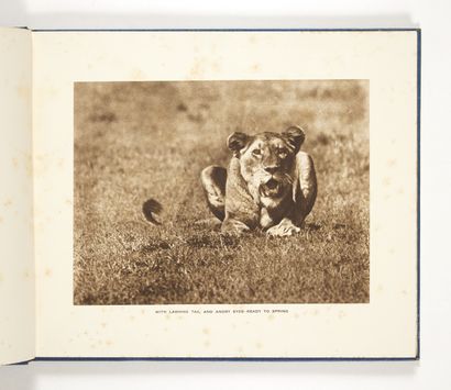 MAXWELL, Marcuswell
Elephants and Other Big...