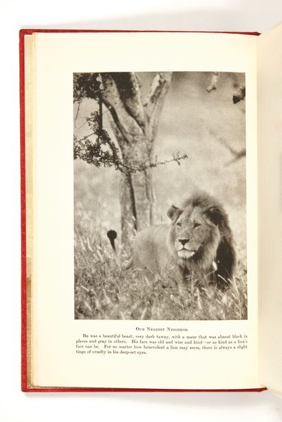 JOHNSON, Martin
Lion - African Adventure...