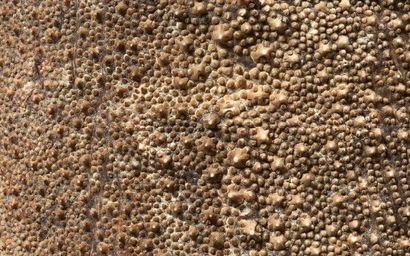MICRONÉSIE
RÂPE de sculpteur en bois et peau...