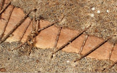 MICRONÉSIE
RÂPE de sculpteur en bois et peau...