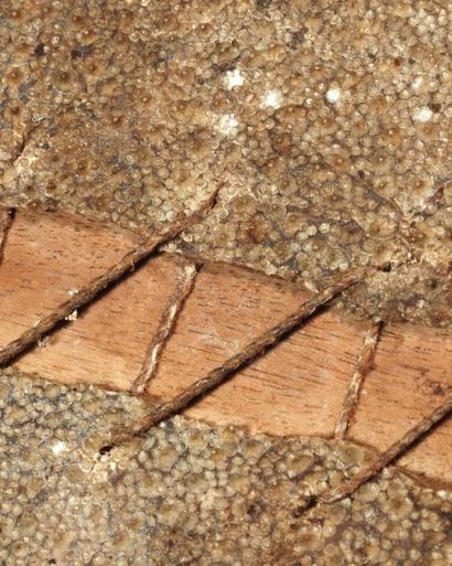 MICRONÉSIE
RÂPE de sculpteur en bois et peau...