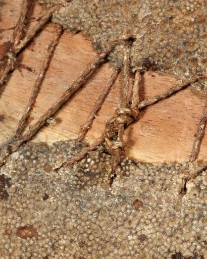 MICRONÉSIE
RÂPE de sculpteur en bois et peau...