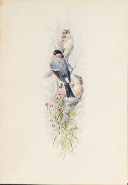 THEURIET (André). Nos Oiseaux [...]. Paris,...