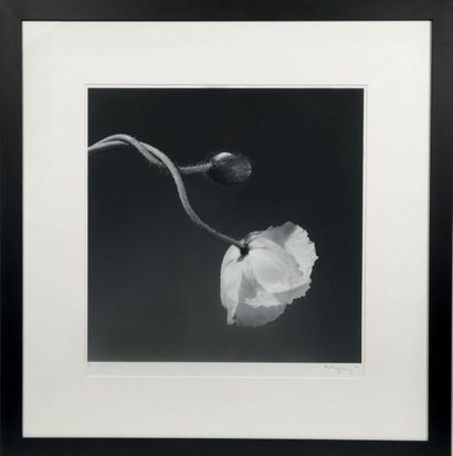 Robert MAPPLETHORPE (1946-1989)
Fleur de...