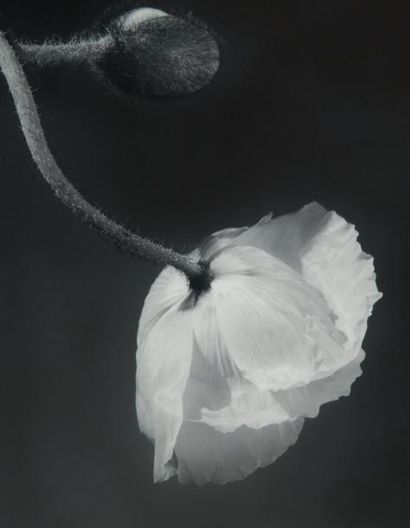 Robert MAPPLETHORPE (1946-1989)
Fleur de...