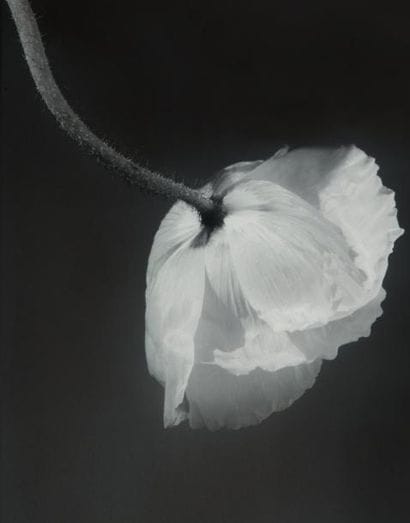 Robert MAPPLETHORPE (1946-1989)
Fleur de...