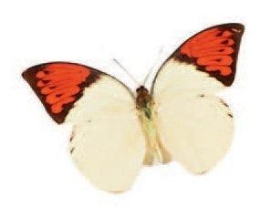 CLAUDIO PARMIGGIANI (NÉ EN 1943)
Butterfly,...
