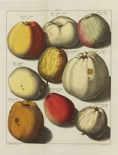 KNOOP, Johann Hermann.
Pomologie ou Description...