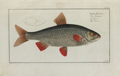 [BLOCH, Marcus Elieser].
[Ichthyologie ou...