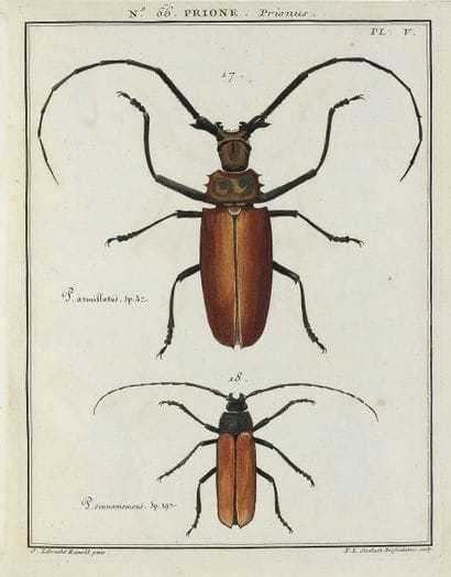 OLIVIER, G.-A.
Entomologie ou histoire naturelle...
