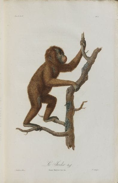 AUDEBERT, Jean-Baptiste.
Histoire naturelle...