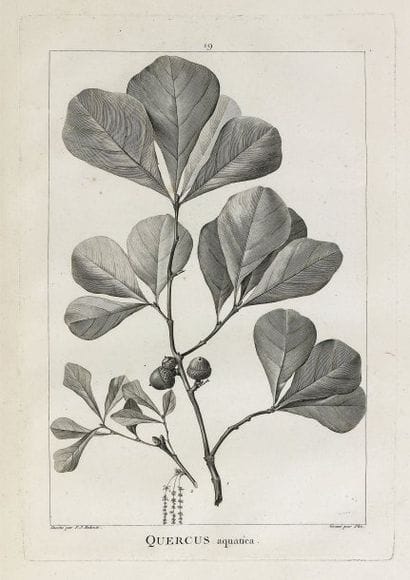 MICHAUX, André.
Histoire des chênes de l'Amérique...