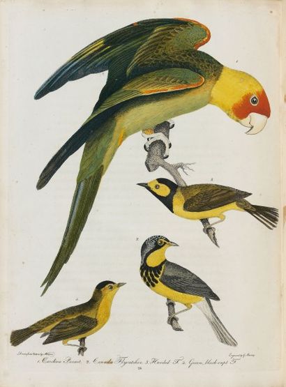 WILSON, Alexander.
American ornithology ;...