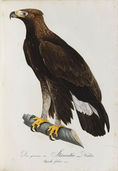 BEKKER, LICHTHAMMES und LEMBEKE. [Naturgeschichte...
