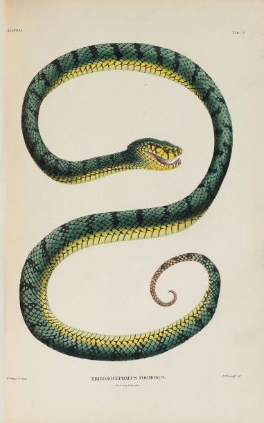 TEMMINCK, Coenraad Jacob.
Natuurkundige Verhandelingen...