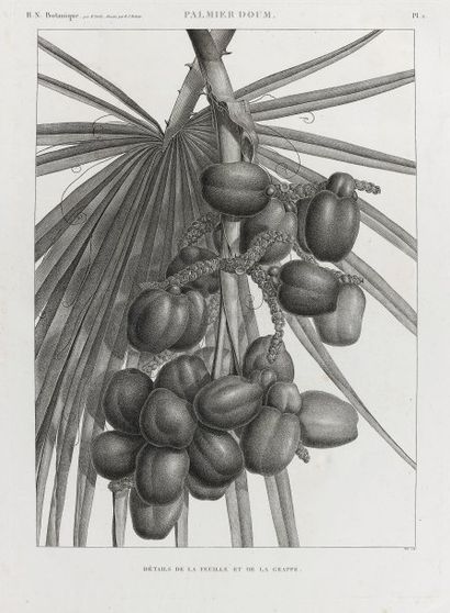 [REDOUTÉ Henri-Joseph.
DELILE Ali Raffeneau...
