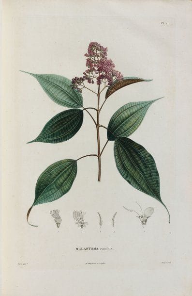 HUMBOLDT, Alexander von, et Bonpland.
Monographia...
