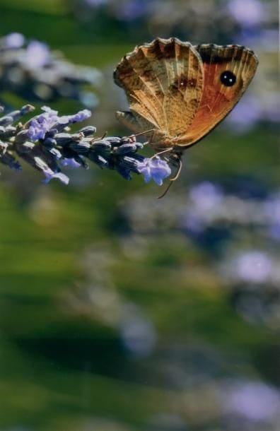EDITH GAYOT-BOUDIER
Papillon
Photographie...