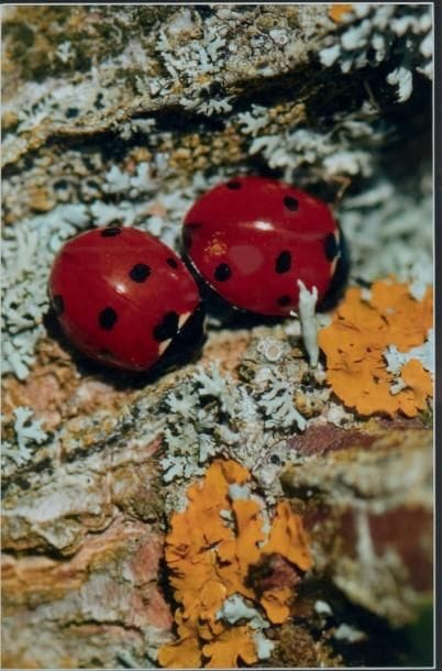 EDITH GAYOT-BOUDIER
Coccinelles
Photographie...