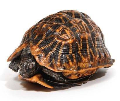 * KUNSTKAMMER NATURALIA
Tortue d'Hermann...
