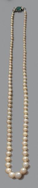 COLLIER d'un rang de 98 perles fines en chute,...