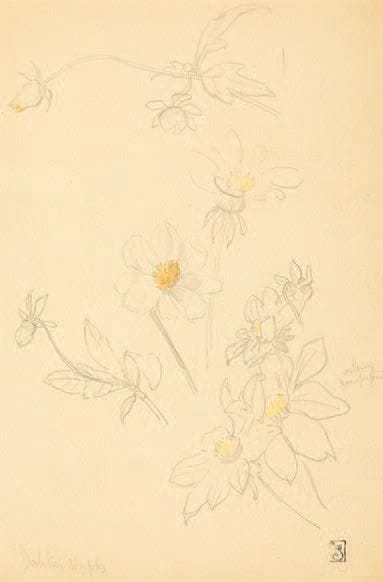 THÉOPHILE-ALEXANDRE STEINLEN
Dahlias simples....