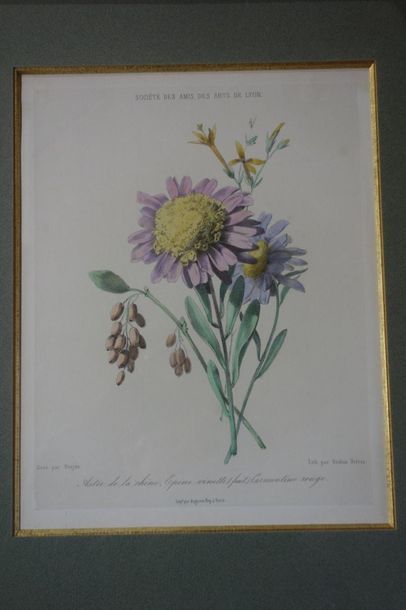 According to Berjon, aster of China. Framed...
