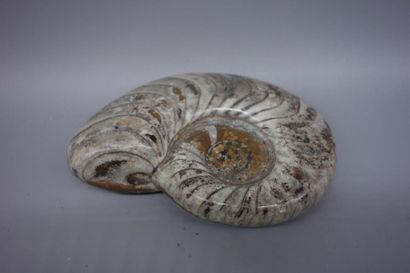 Fossilized ammonite. 