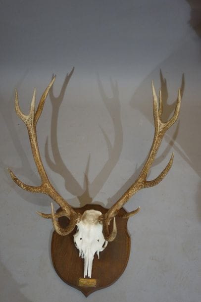 Major 12-horse deer slaughter. Shot in 1976,...