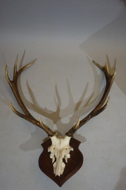Large slaughter of eight-horned deer. Shot...