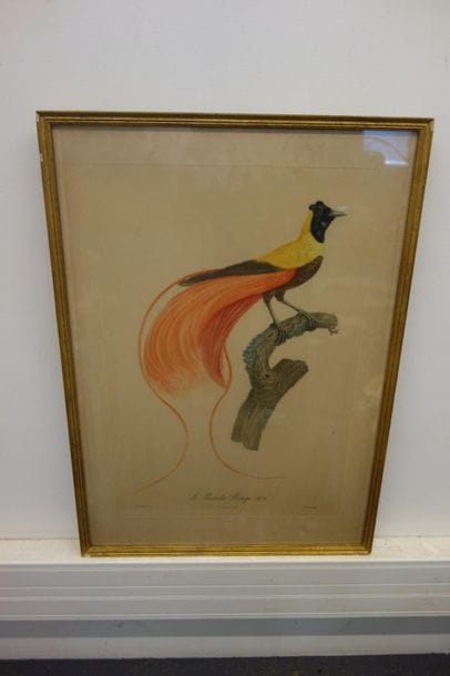 Gravure animalière d'après Barraband. 