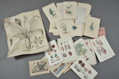 BOTANICS.
Set of lithographed or printed...